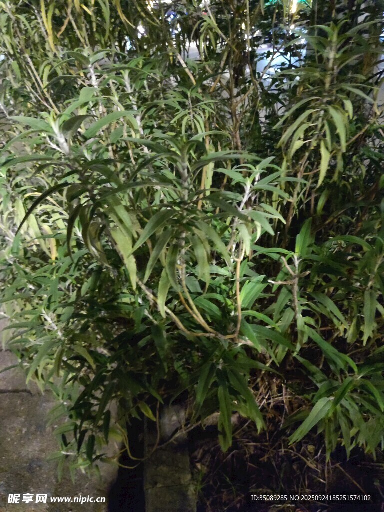 綠葉繁茂的綠植景觀