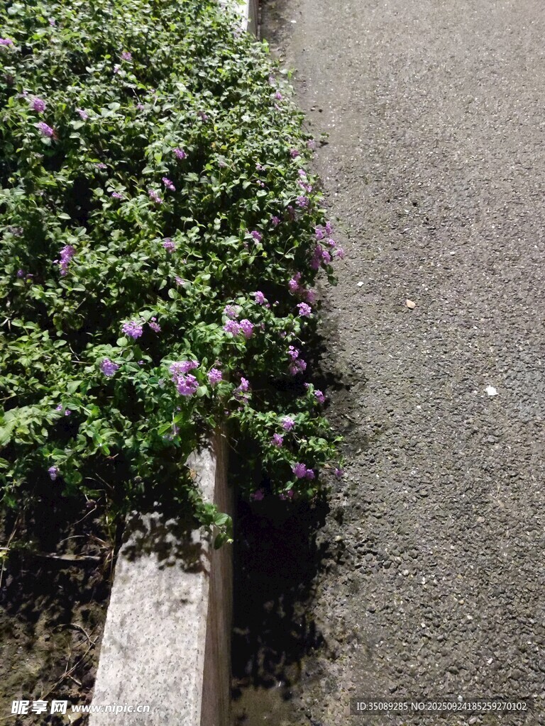 路邊綠植與紫色小花
