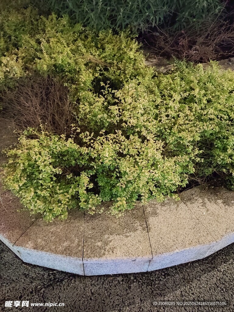 花園綠植景觀一角