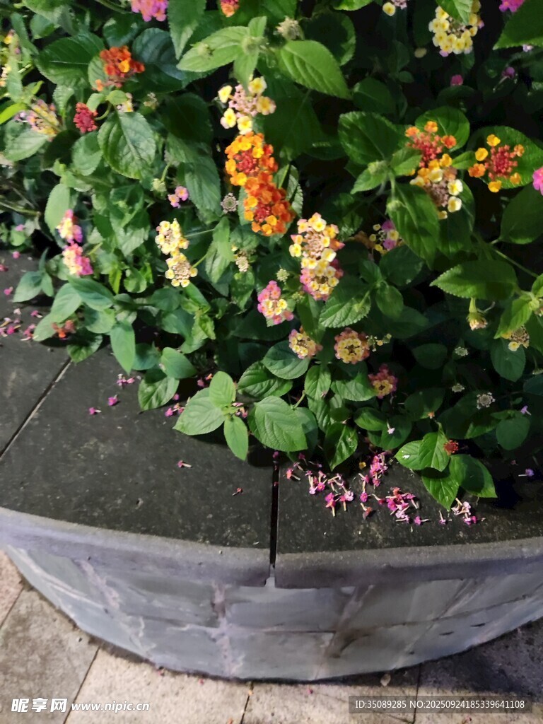木制花箱中的多彩花卉