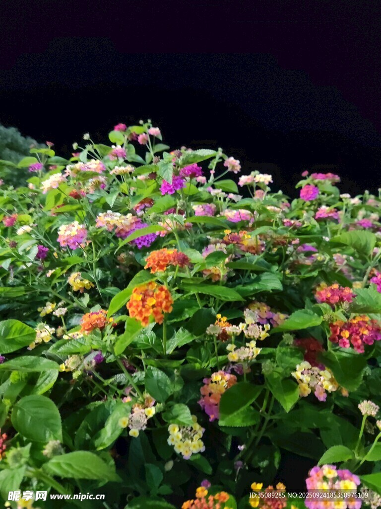 多彩花卉綻放的美麗景致