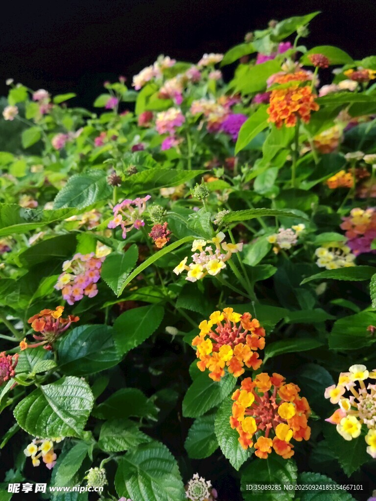 多彩馬纓丹綻放綠葉間