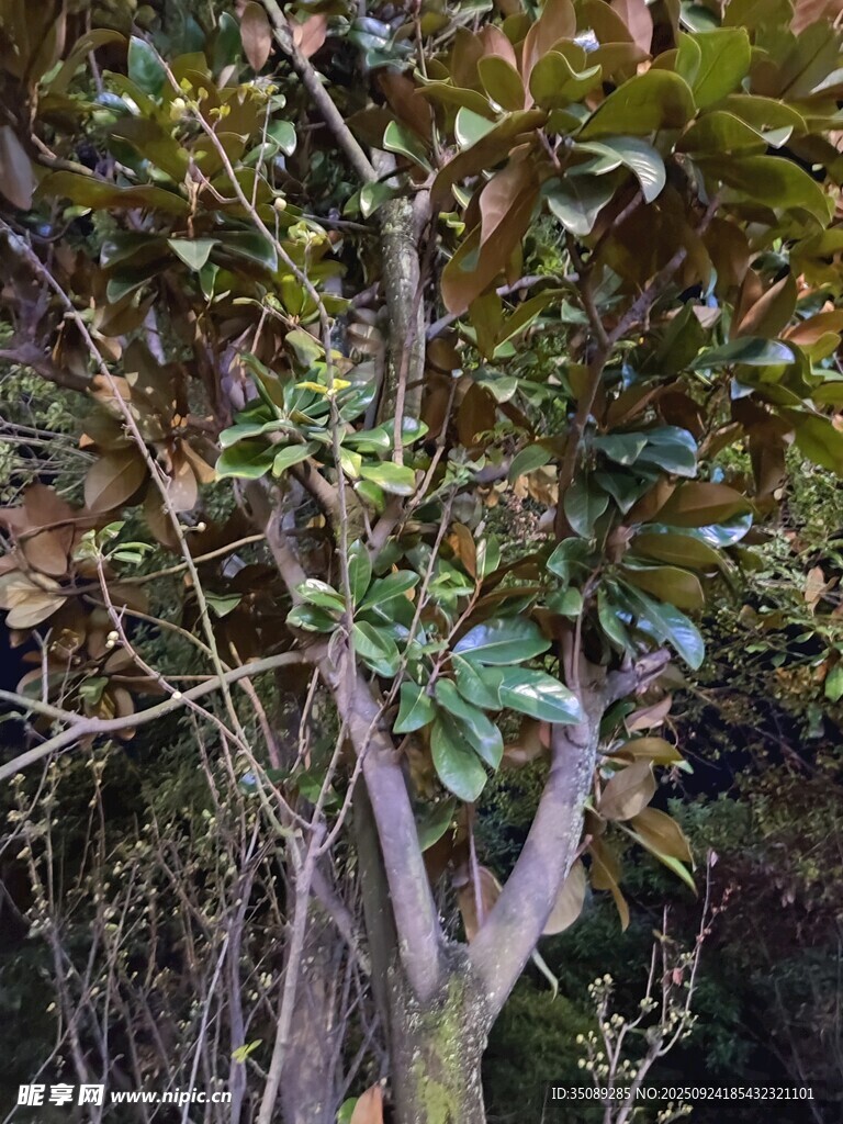 綠葉繁茂的樹(shù)木景象