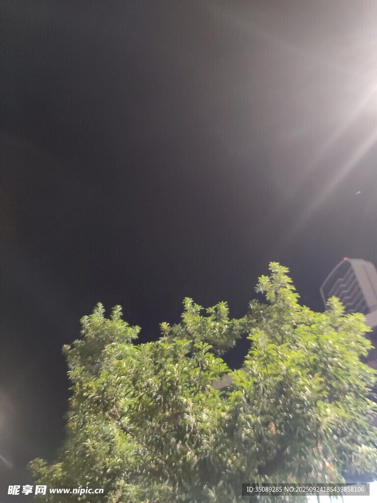 夜空下的蔥郁樹梢