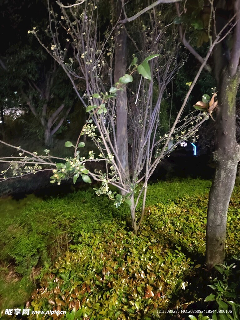 夜色中繁花點(diǎn)綴的樹(shù)木
