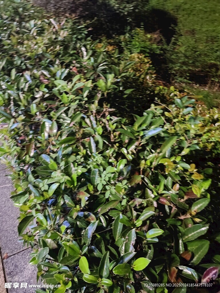 綠葉繁茂的園林植物景觀