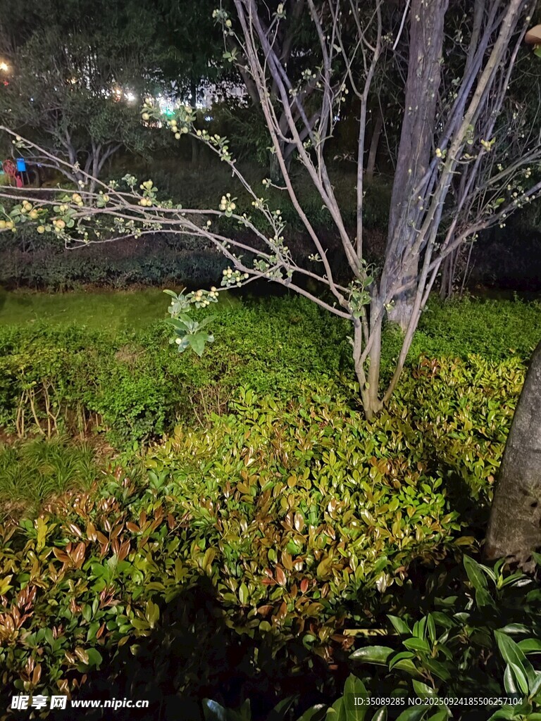 夜晚綠植景觀