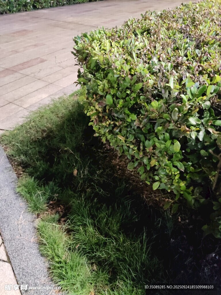 路邊綠意盎然的灌木叢