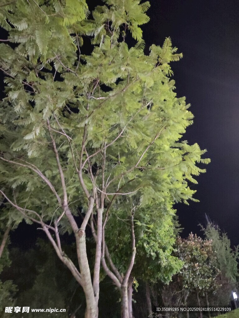 夜晚中的蔥郁樹(shù)木