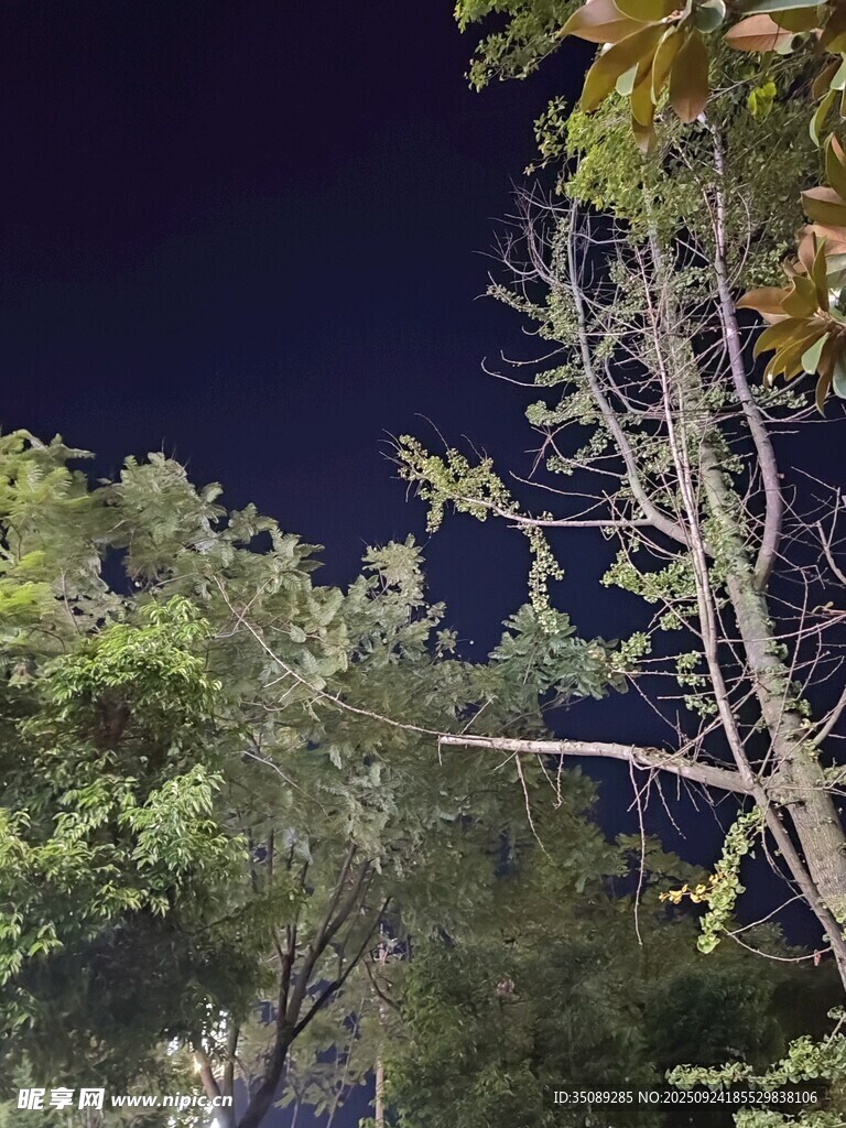 夜空下的繁茂樹木