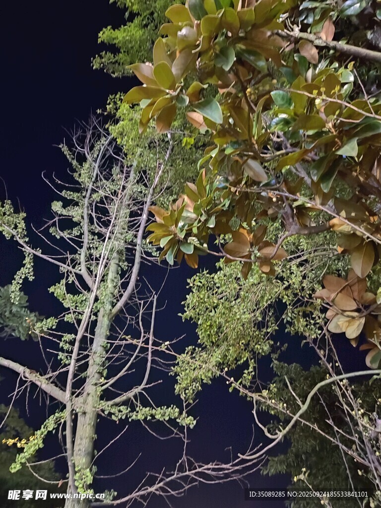 月夜下的樹木景致