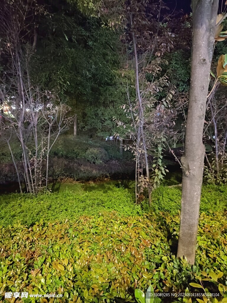 夜晚林間的翠綠苔蘚景觀
