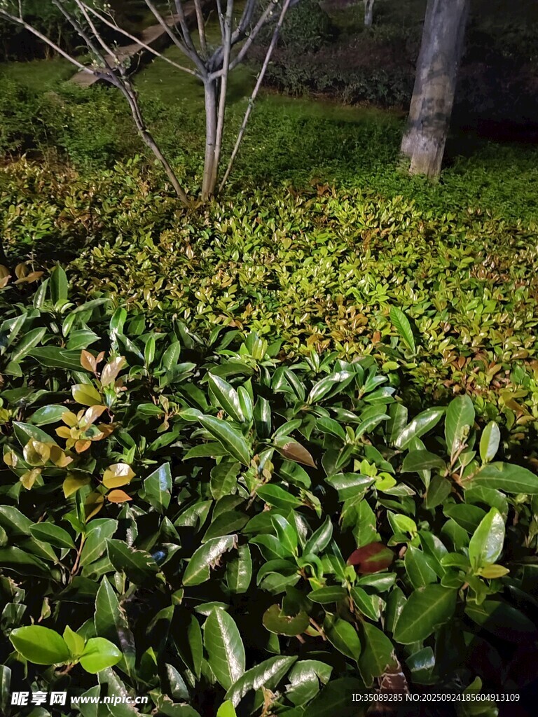 林間翠綠植物生機(jī)盎然