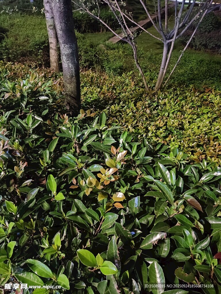 繁茂綠植環(huán)繞的樹木