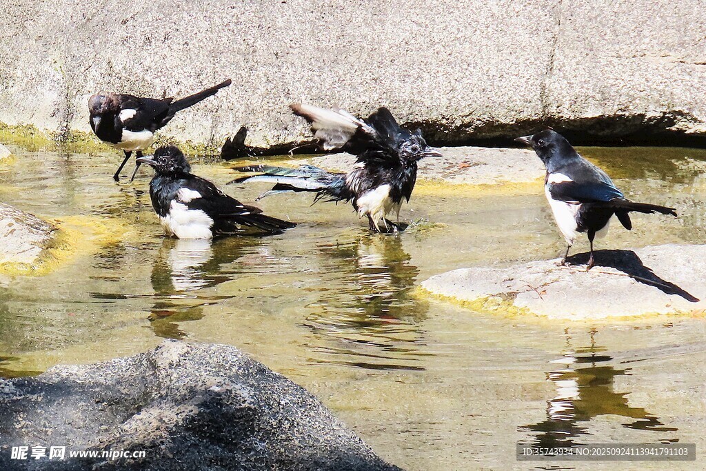 水邊群鳥休憩