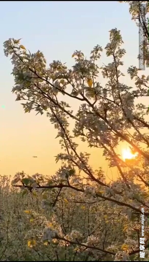 夕陽下的繁茂樹木