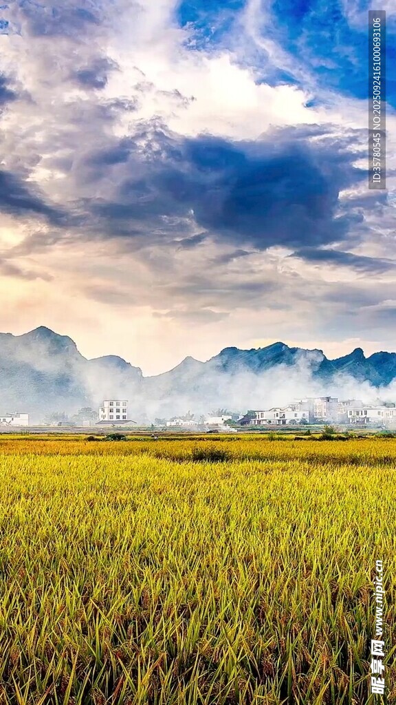 金黃稻田與遠(yuǎn)方山巒美景