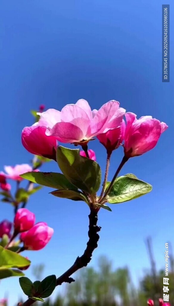 枝頭綻放的嬌艷粉色花朵