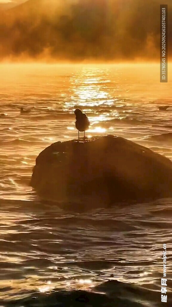 夕陽(yáng)下孤鳥立于水中石上