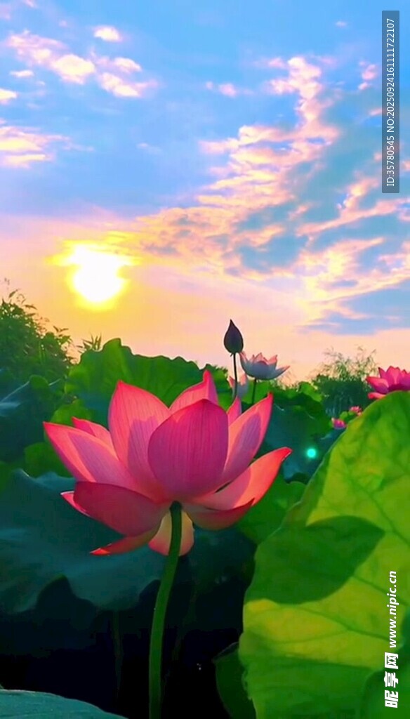 夕陽下的荷花美景