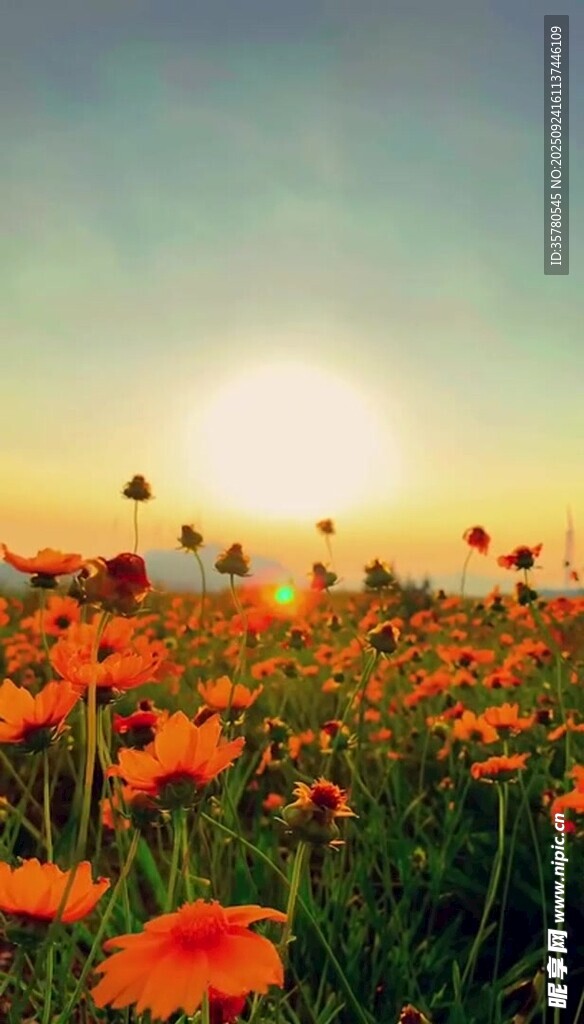 夕陽(yáng)下的絢爛花海