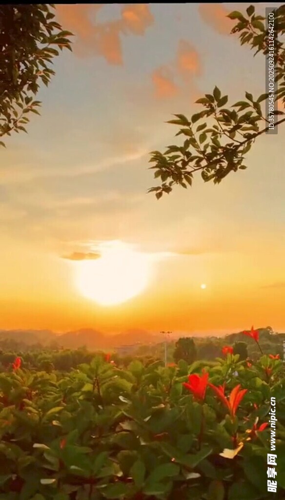 夕陽下的絢爛花海