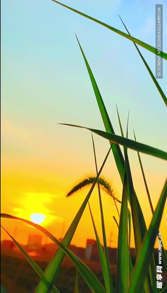 夕陽下的蔥郁草葉