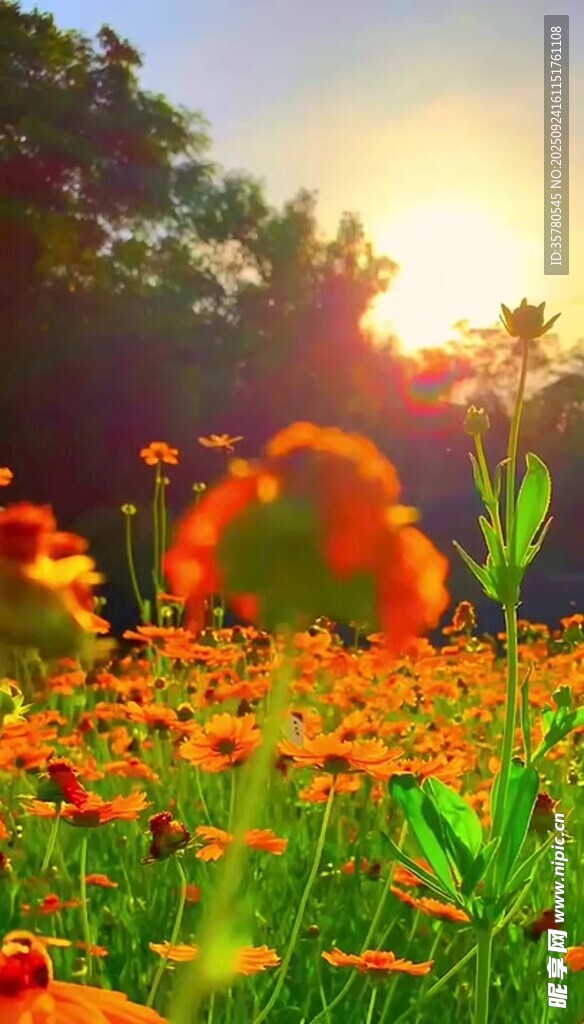 夕陽(yáng)下的絢爛花海