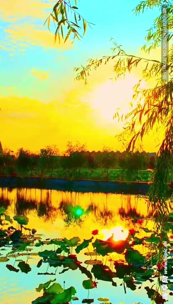 夕陽下的荷塘美景
