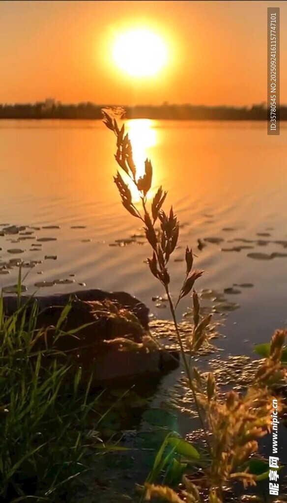 夕陽下的水邊植物美景