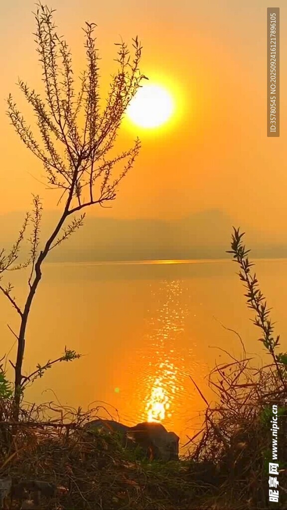 夕陽下的湖畔枯樹美景