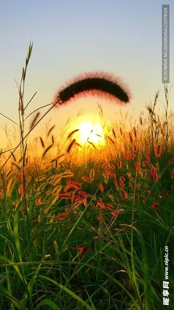 夕陽下的草地美景
