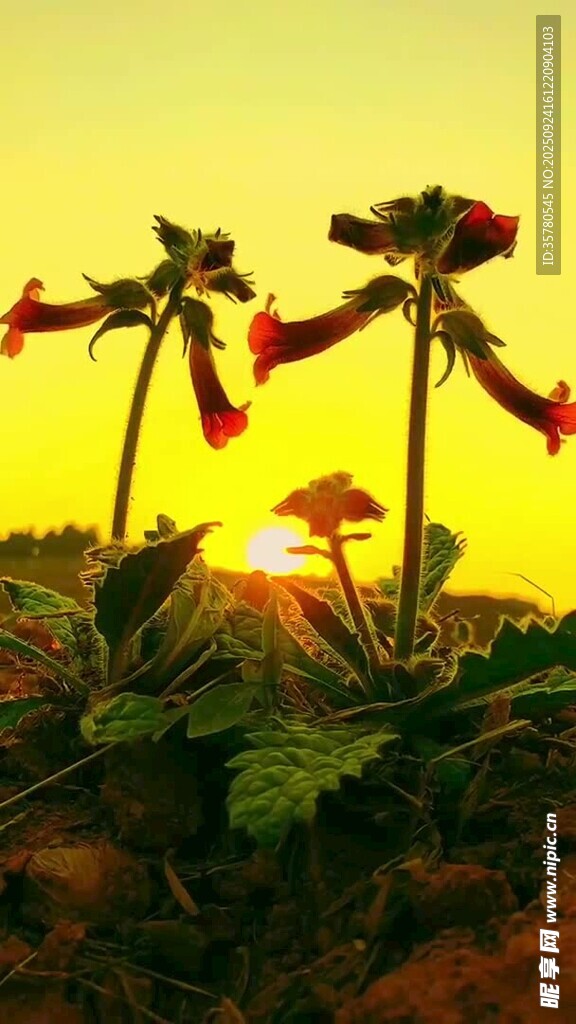 夕陽(yáng)下綻放的艷麗花朵