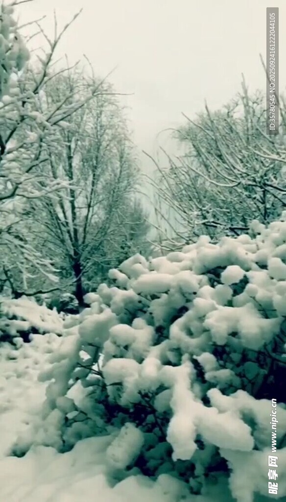 雪覆樹木的冬日景致