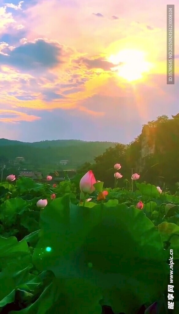 夕陽下的荷花美景