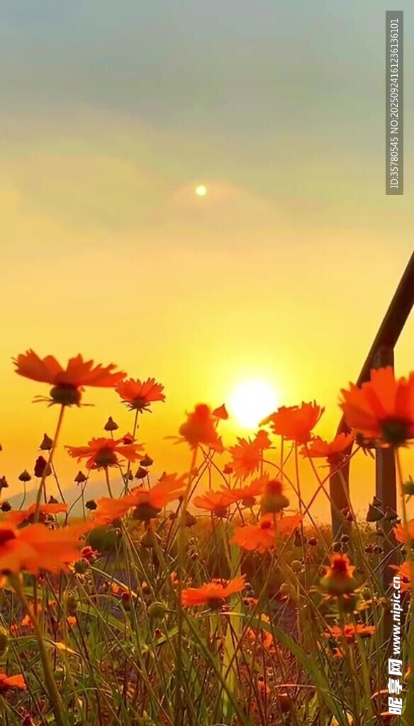 夕陽(yáng)下的絢爛花海