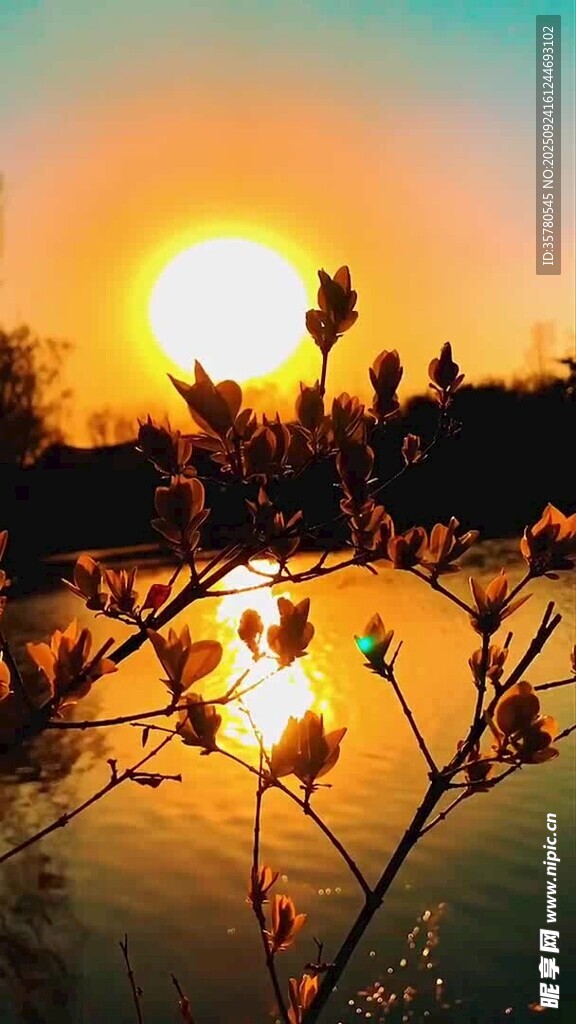 夕陽下湖畔綻放的花朵