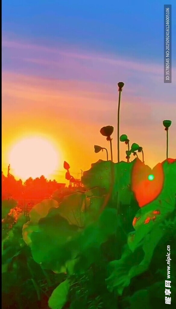 夕陽下的向日葵美景