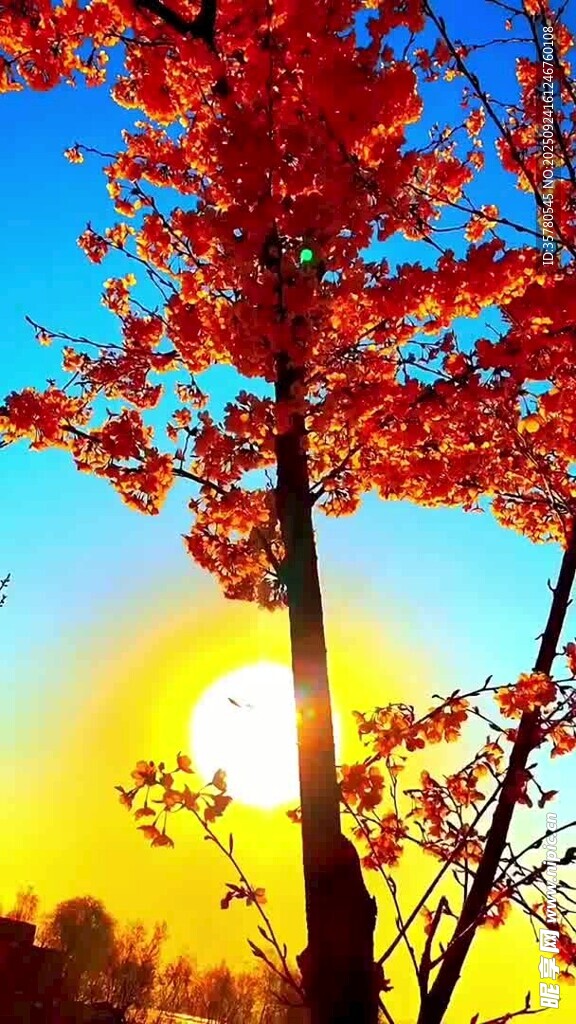 夕陽下的紅樹美景