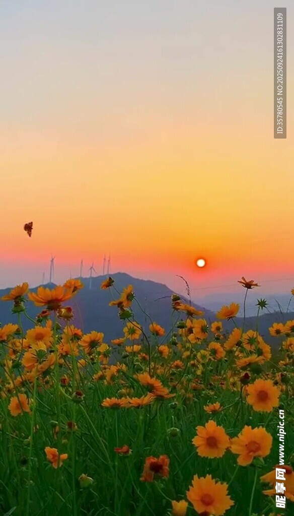 夕陽下的絢爛花海
