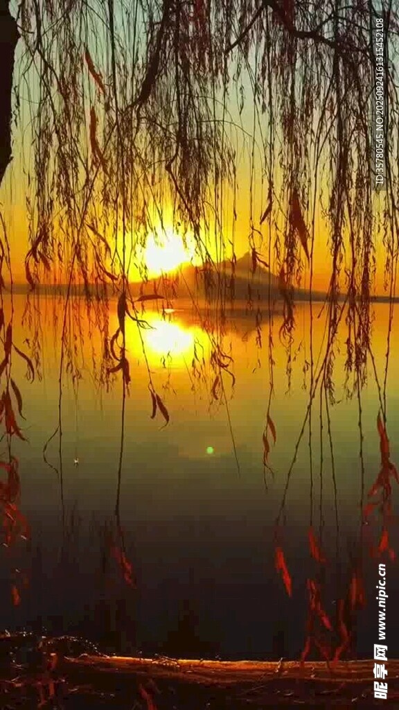 湖畔垂柳映夕陽美景
