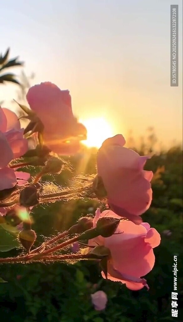 夕陽下綻放的嬌艷花朵