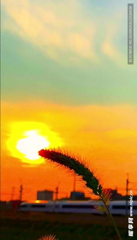 夕陽(yáng)下的麥穗
