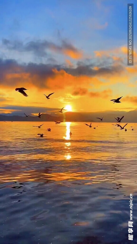 海上日落飛鳥美景