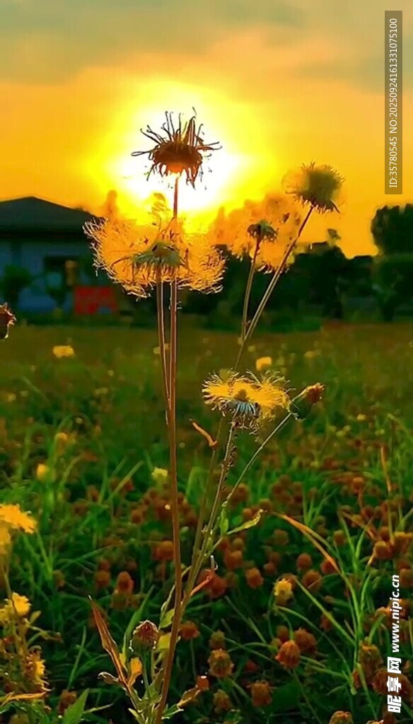 夕陽下的蒲公英草地