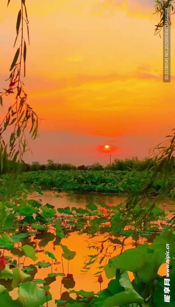 夕陽(yáng)下的荷塘美景