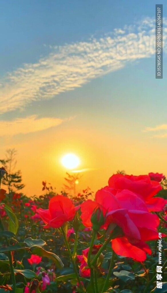 夕陽下的絢爛花海