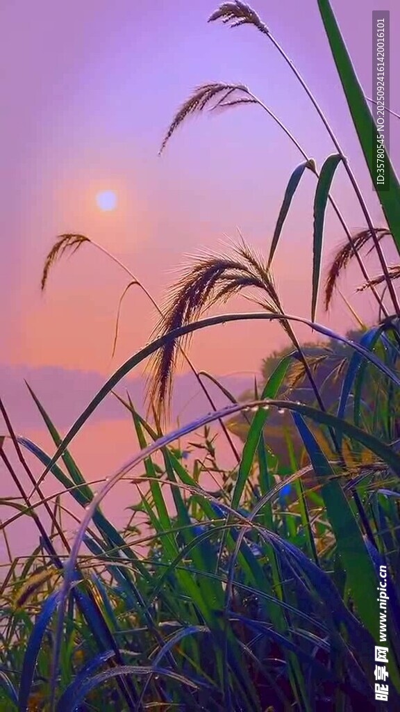 夕陽(yáng)下的蘆葦美景