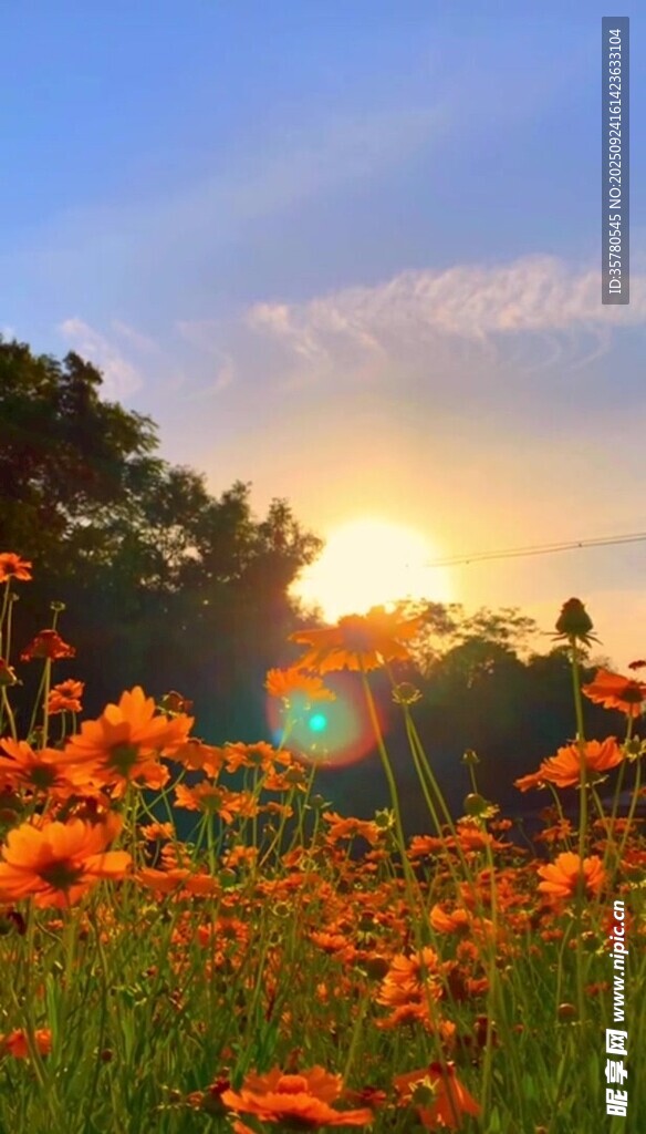 夕陽下絢爛的橙色花海