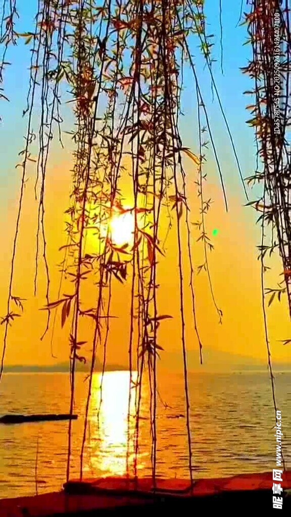 夕陽下的垂柳與波光海面